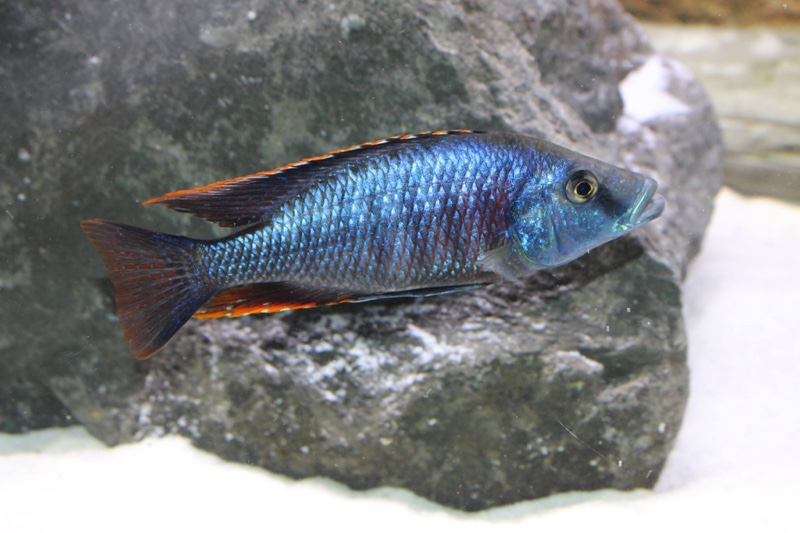 Dimidiochromis strigatus